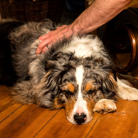 schlafender Hund vor dem Kamin