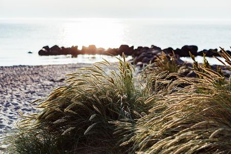 Schönhagen Strand Schilfgras