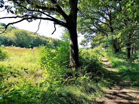 Naturschutzgebiet Hechtmoor Satrup