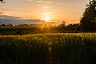 Wiese bei Sonnenaufgang in Waabs