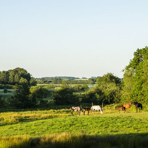 Urlaub auf dem Bauernhof Pferde auf der Weide