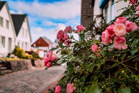 Rosen im Dehnthof Kappeln