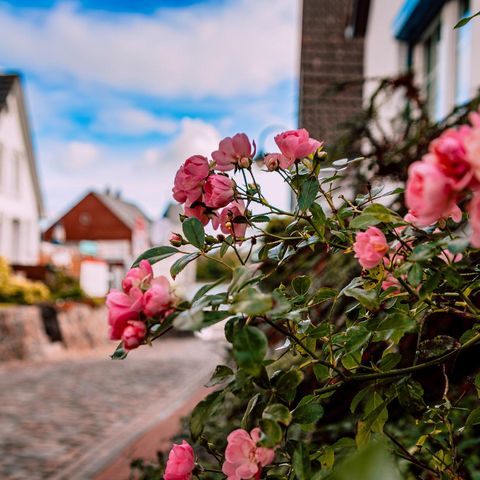 Rosen im Dehnthof Kappeln