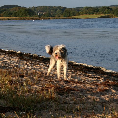 Hund an der Ostsee