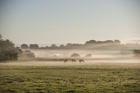 Urlaub auf dem Bauernhof Pferde im Nebel
