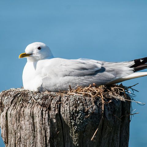 Möwe an der Ostsee