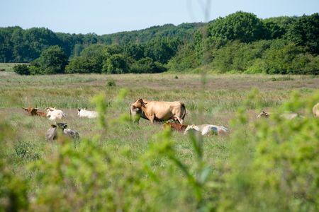 Highland-Cattle-Rinder an der Geltinger Birk