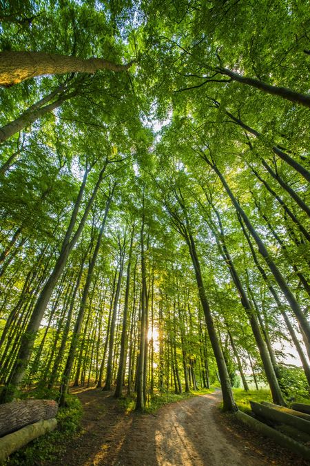 Wald an Schlei und Ostsee