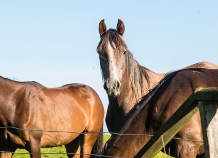 Pferd auf der Weide in Waabs an der Ostsee