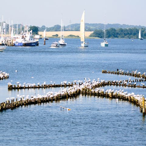 Heringszaun in Kappeln an der Schlei