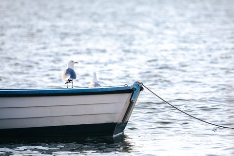 Möwe auf der Schlei in Maasholm