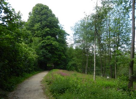 Spazierweg am Thorsberger Moor