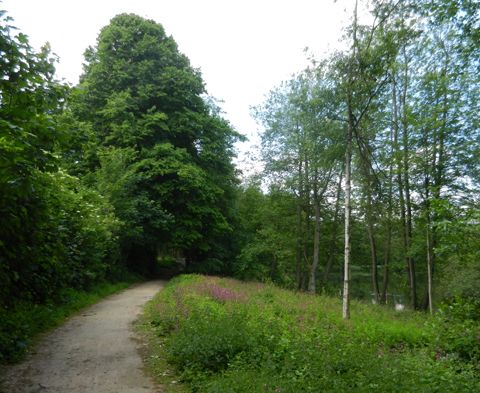 Spazierweg am Thorsberger Moor