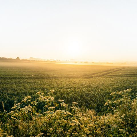 Feld an der Geltinger Bucht