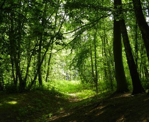 Wald am Thorsberger Moor
