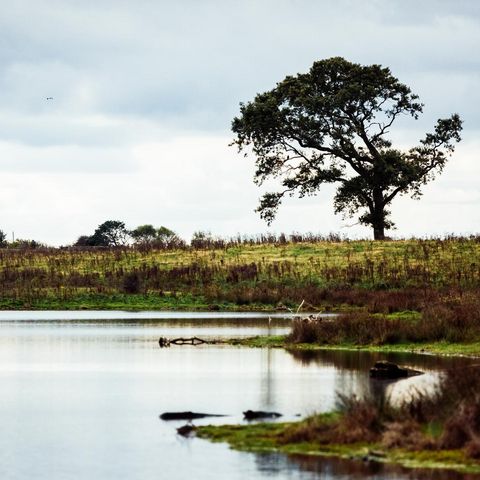 Geltinger Birk Natur in der Birk am Wasser