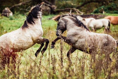 Wildpferde an der geltinger Birk