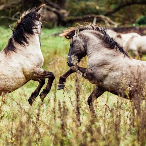 Wildpferde an der geltinger Birk