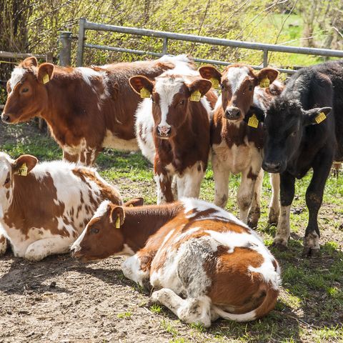 Urlaub auf dem Bauernhof Jungvieh auf der Weide