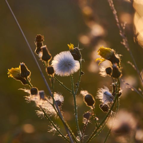 Blumen Nahaufnahme