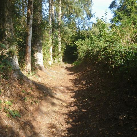 Selker Noor Waldweg