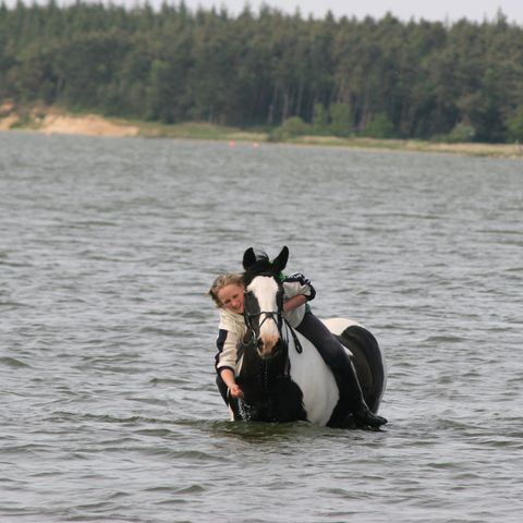 Reiturlaub Baden mit dem Pferd