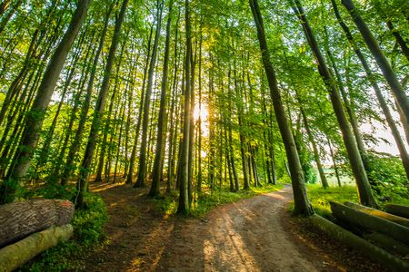 Spazierweg im Wald in Ulsnis