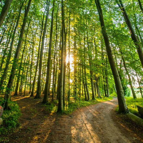 Spazierweg im Wald in Ulsnis