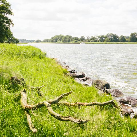 Uferstück an der Schlei