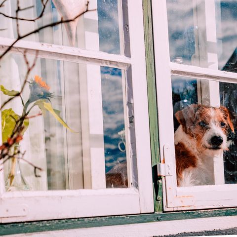 Hund am Fenster in Kappeln
