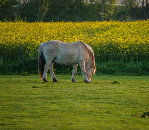 Pferd auf der Wiese in Waabs an der Ostsee