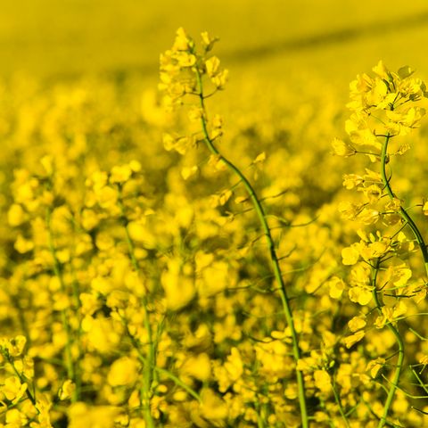 Rapsblüte in Kronsgaard