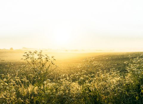 Sonnenaufgang auf der Wiese