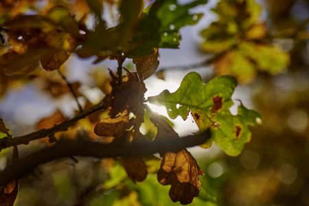 Büstorf Spätsommer Laub