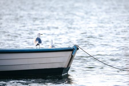 Möwen auf einem Boot