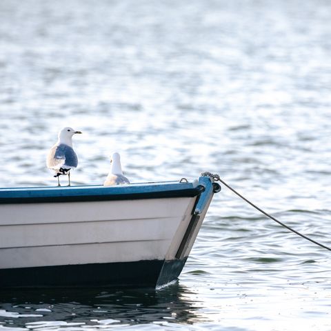 Möwen auf einem Boot