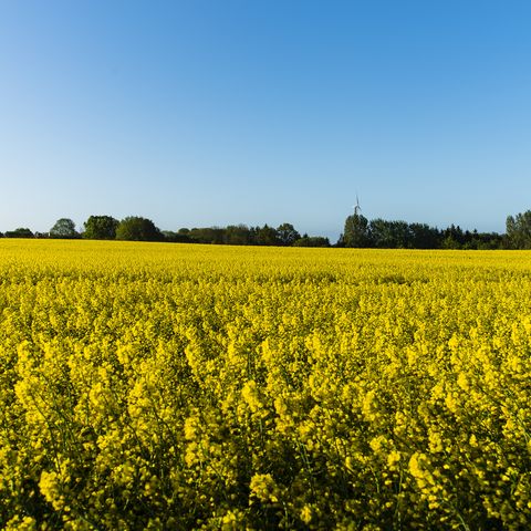 Urlaub auf dem Bauernhof Raps