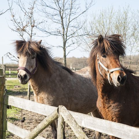 Urlaub auf dem Bauernhof Pferde auf dem Paddock