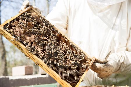Regionale Produkte Honigbienen