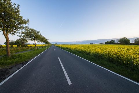 Rapsfeld bei Waabs Blick auf die Straße