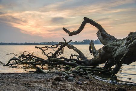 Umgestürzter Baum an der Schlei Schleiromantik