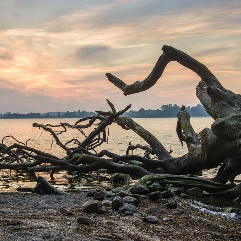 Umgestürzter Baum an der Schlei Schleiromantik