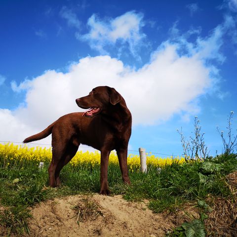 Urlaub mit Hund auf der Steilküste