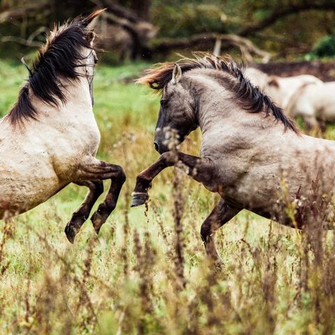 Geltinger Birk Wildpferde kämpfen