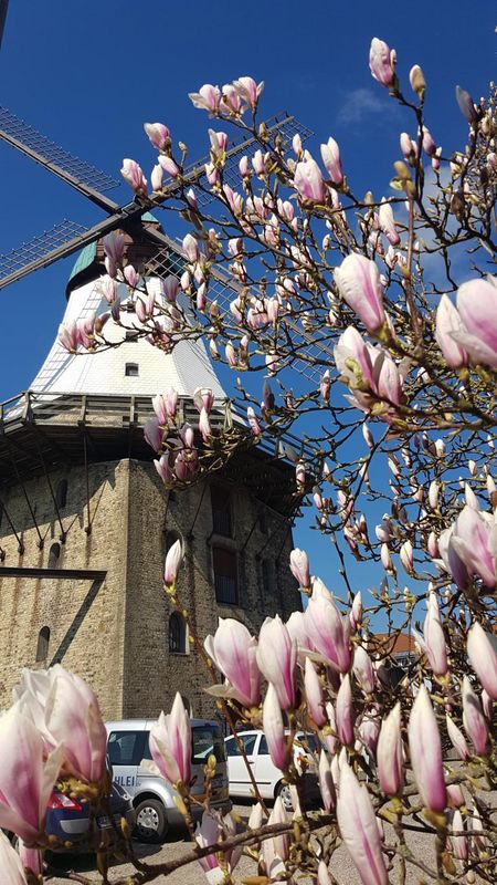 Mühle Amanda in Kappeln Kirschblüte