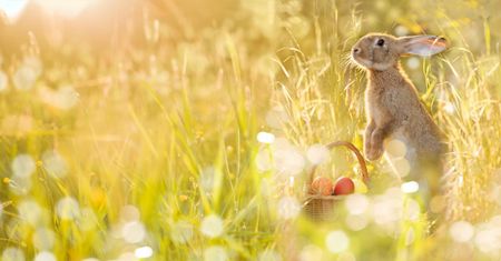 Osterhase an Schlei und Ostsee