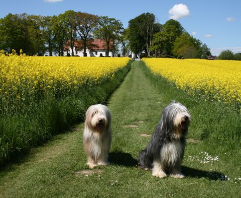 Hunde im Raps