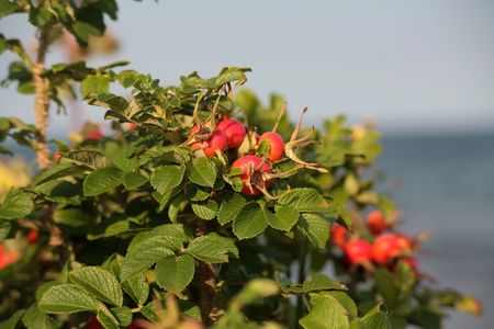 Hagebutten am Strand von Waabs Booknis