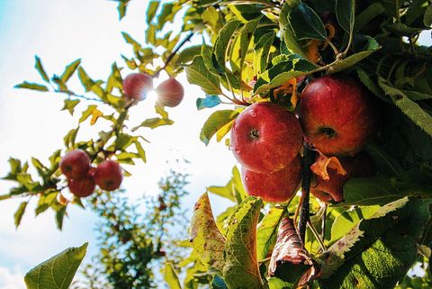 Rote Äpfel hängen an einem Ast mit grünen Blättern. Die Sonne scheint durch die Blätter.