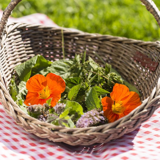 Regionale Produkte Kräuter